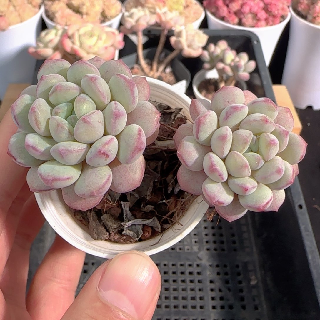 多肉1226-263萌豆