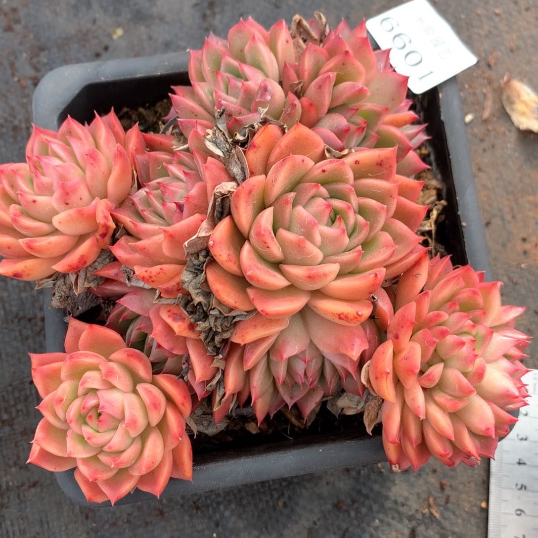 6601不包整散掉头不售后