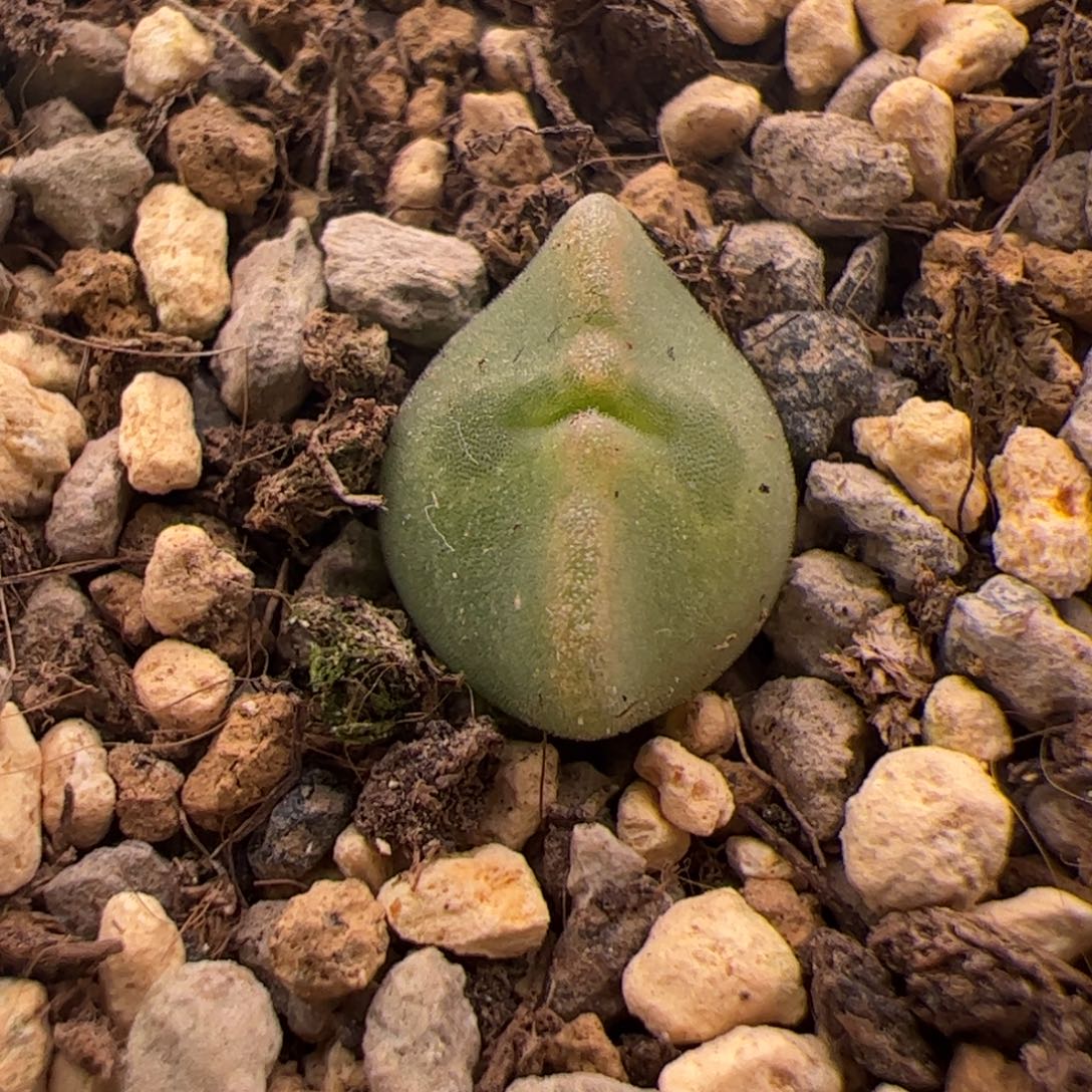 18号日系矮胖大眼空蝉12.28多肉