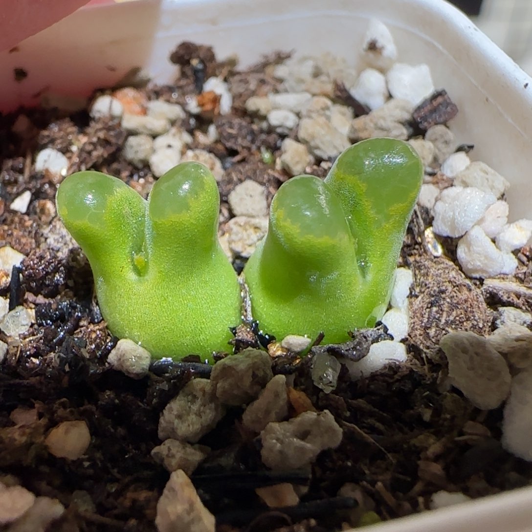 肉锥多肉植物百科6-奶瓶687