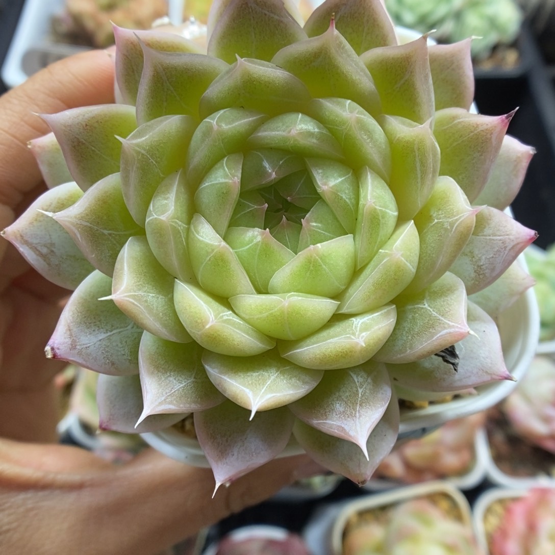 暗纹麦秆可拍589号