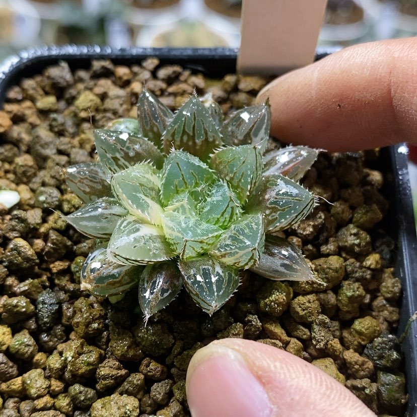 【闪购商品】33楼兰