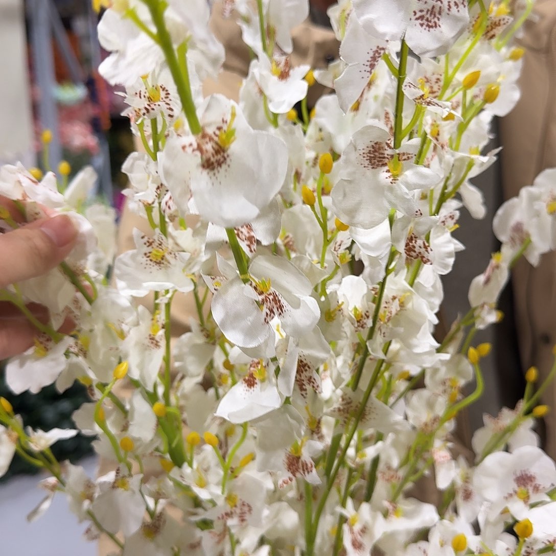 白色跳舞兰大支10支431号