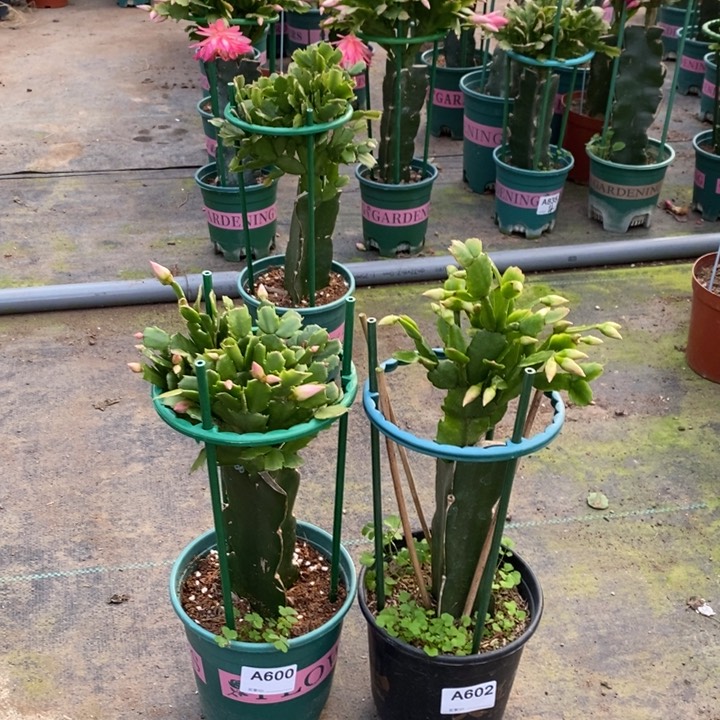 大部分花苞少量开放600，602