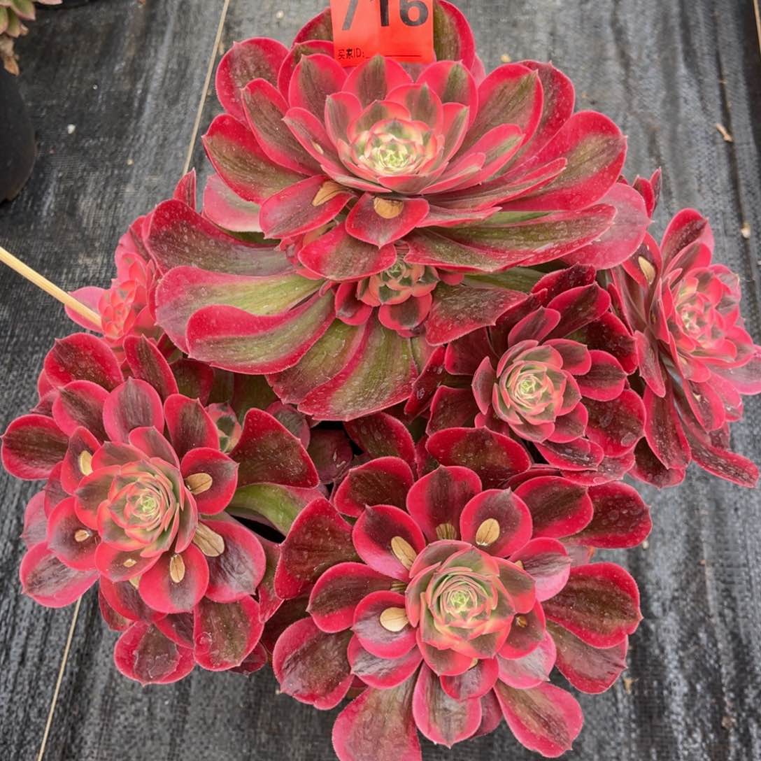 716多肉法师粉女巫