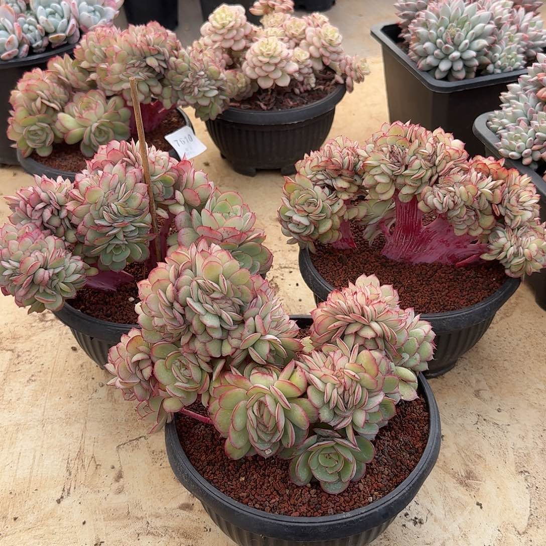 牡丹亭缀化20公分以上