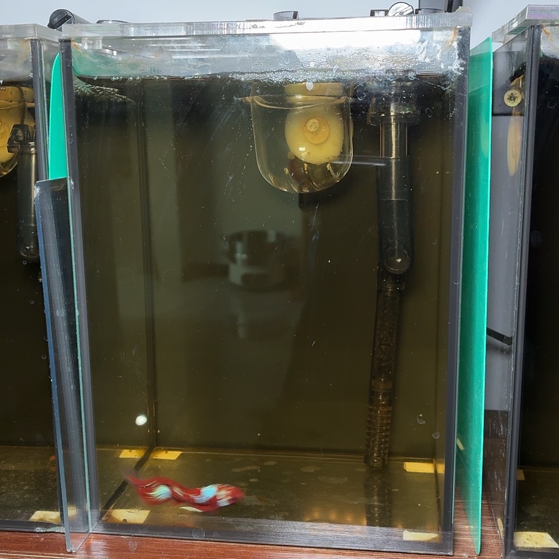 斗鱼彩金半月公鱼