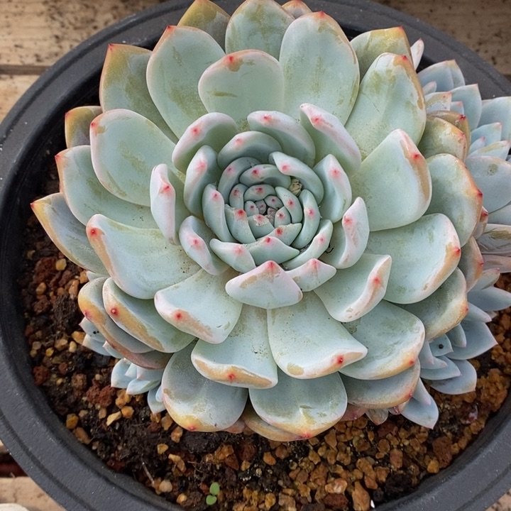 c**b橙子多肉植物16-5