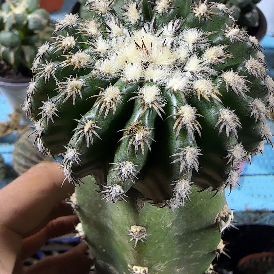猫爪奇特球339仙人球开花