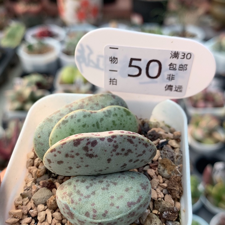 花旦。 多肉。   50