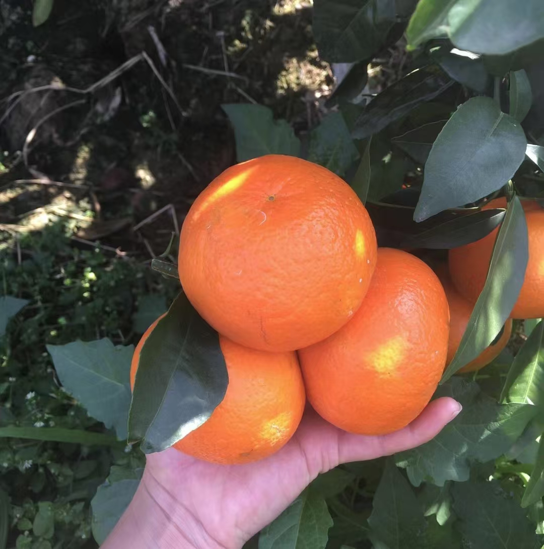 正宗武鸣沃柑  专做好品质