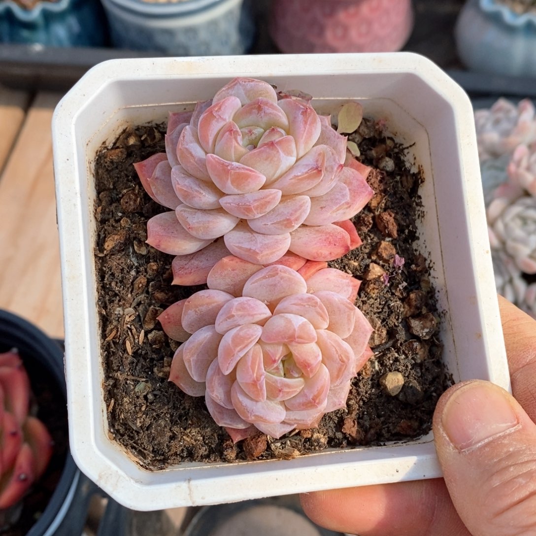 精品多肉一物一拍不包整101