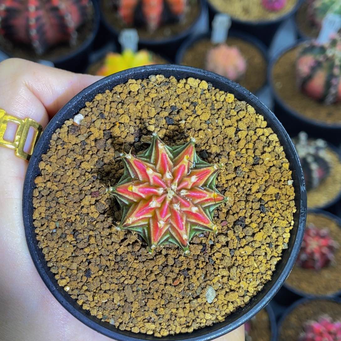 粉烟花00000000000201