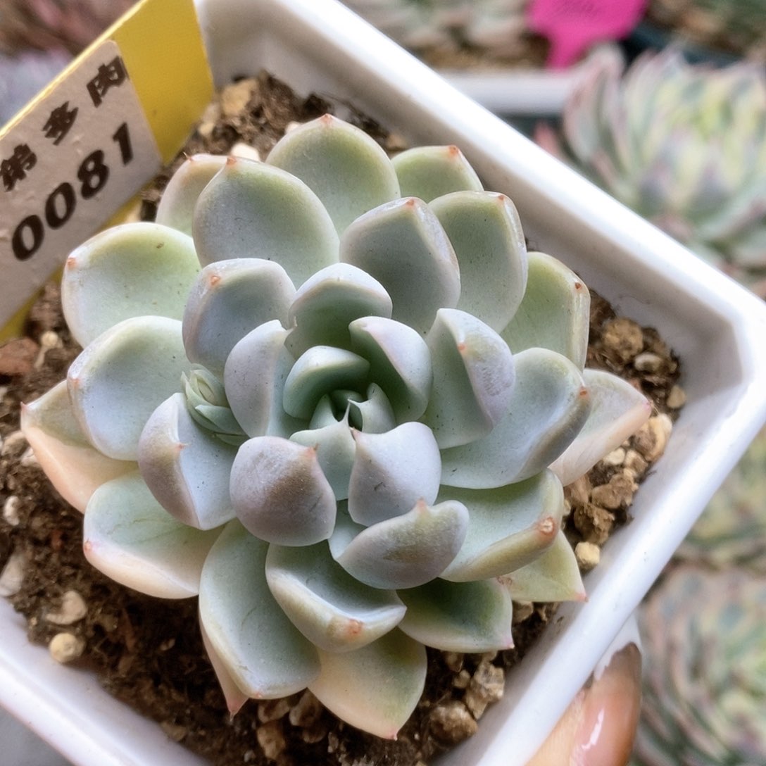 081玉兔锦锦锦锦锦