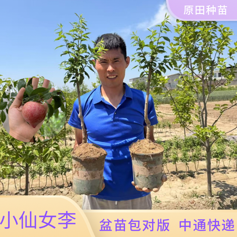 小仙女李子盆栽苗 不包成活