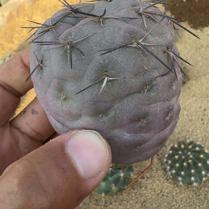 习志野有根一代侧芽66666