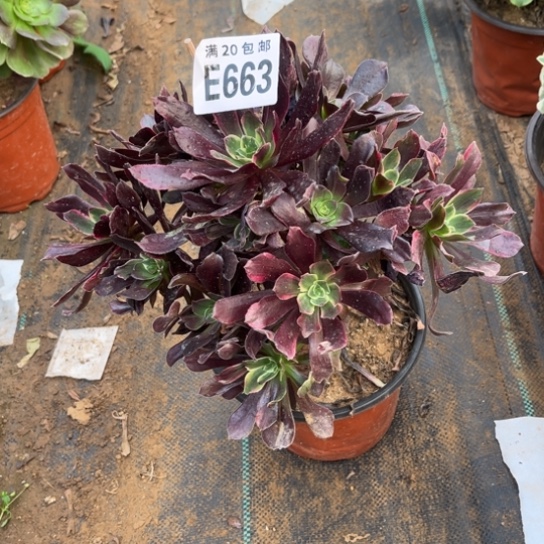 663赤霞飞不包断枝