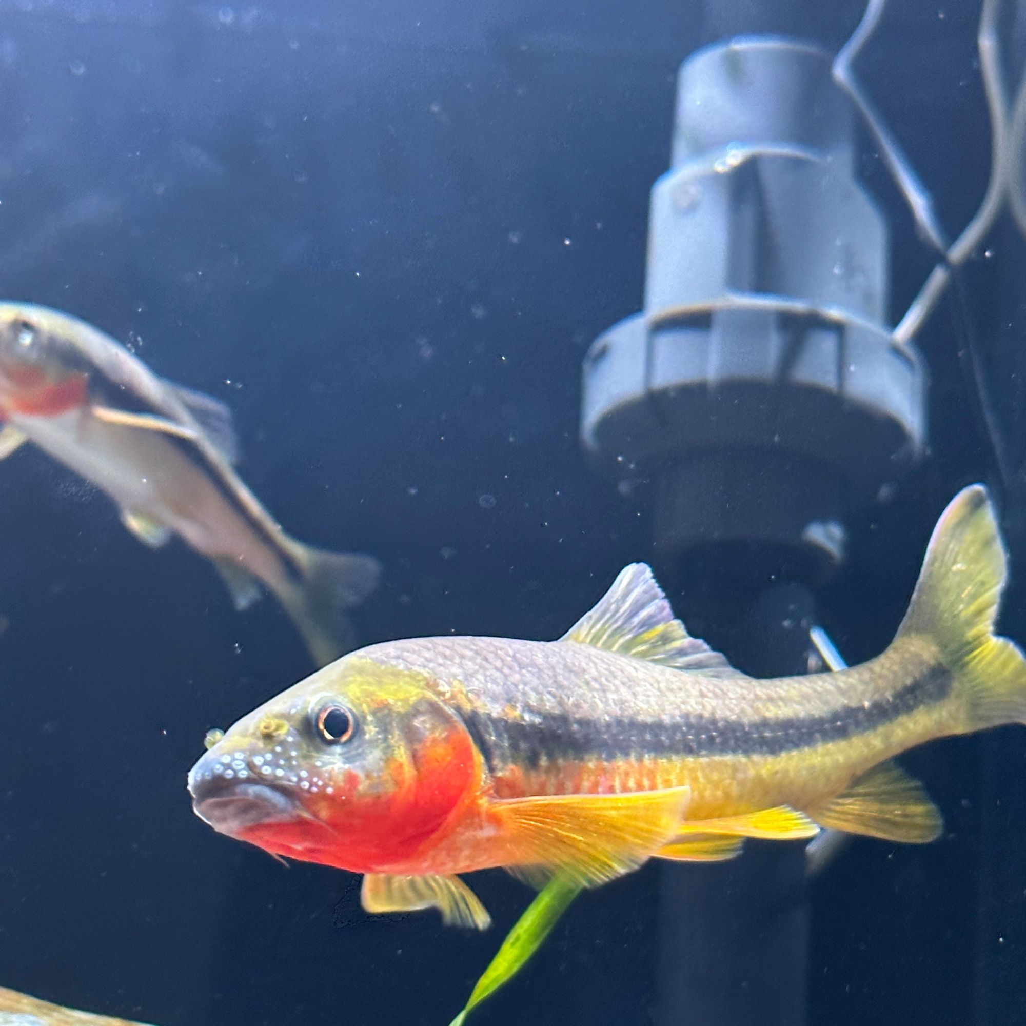 野采溪石斑鱼红鳃金腹光唇观赏鱼