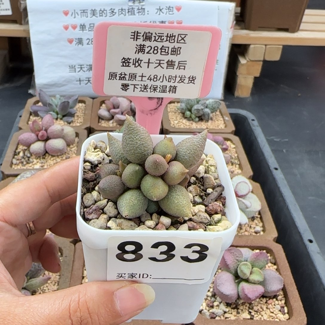 833小辣椒微瑕多肉植物