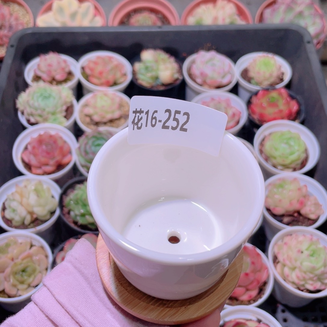 花利美16-252量拍花盆1个