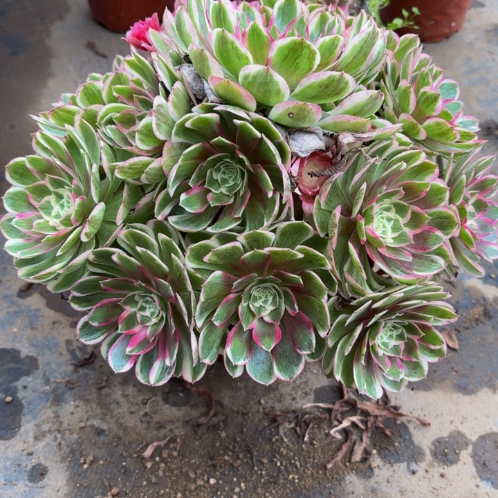 瑞妈多肉园艺，136