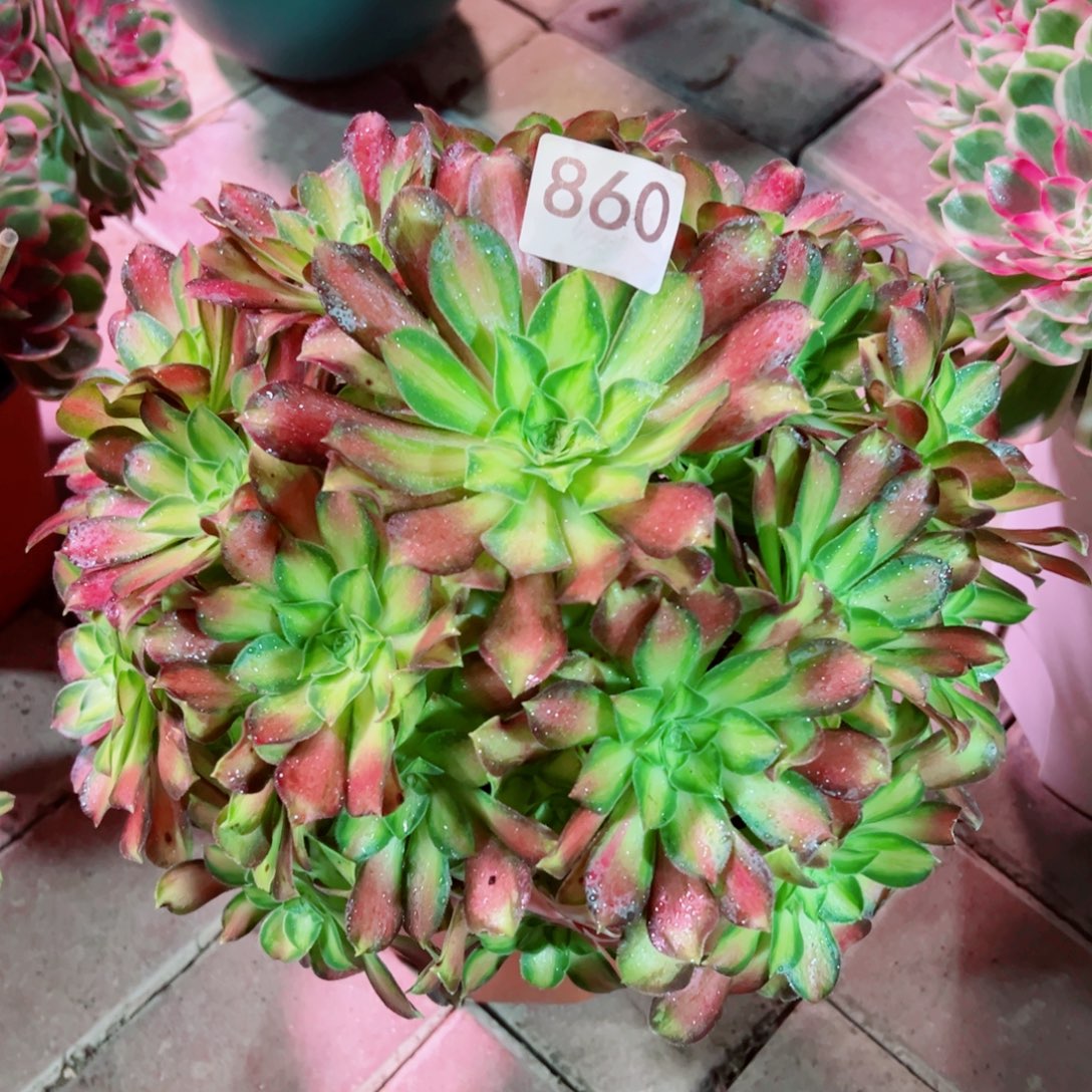 860韶华法师多肉植物