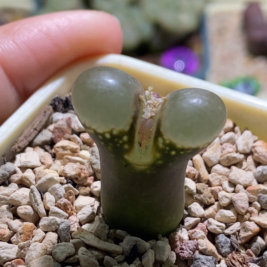 好看好看黑眼豆豆mesa