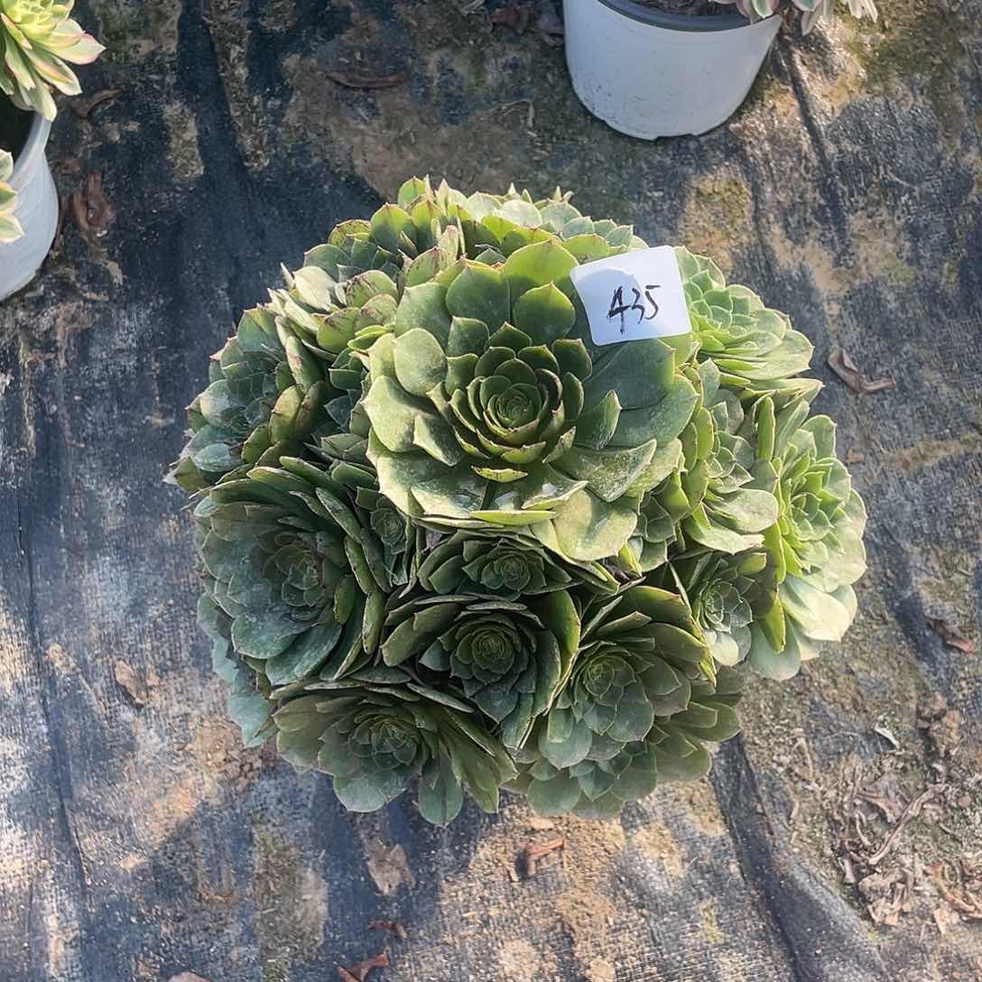 435法师植物万拉丝