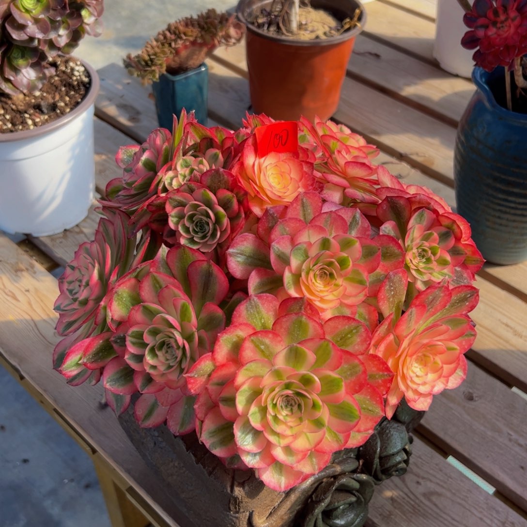 100炖肉植物发货荔枝