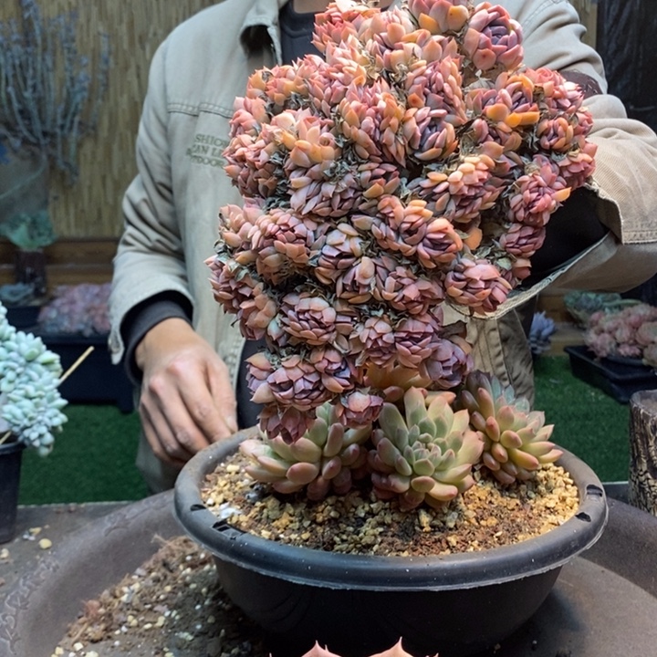 艺***美280号莎莎多肉植物