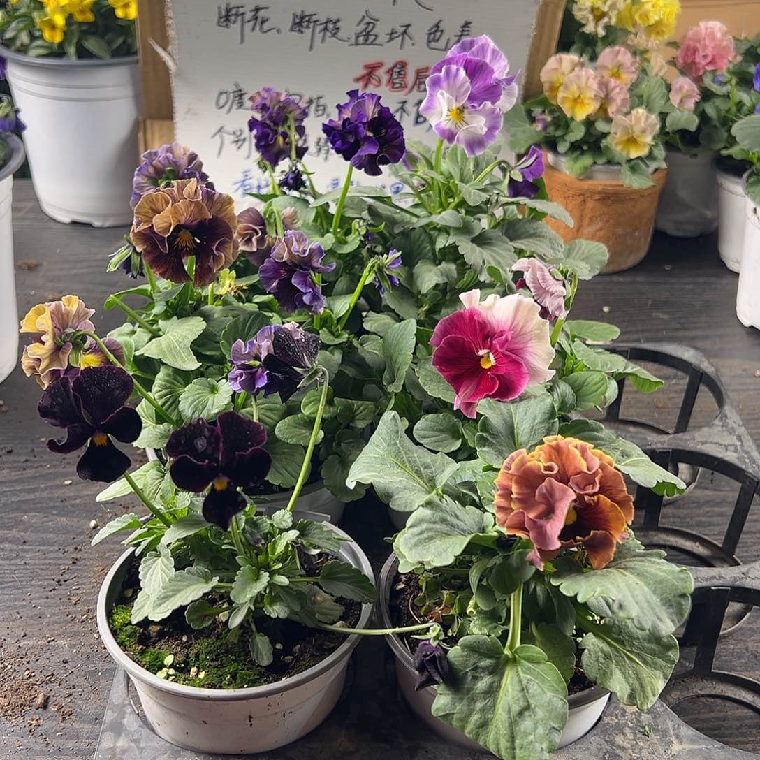 大部分花苞少量开放283号