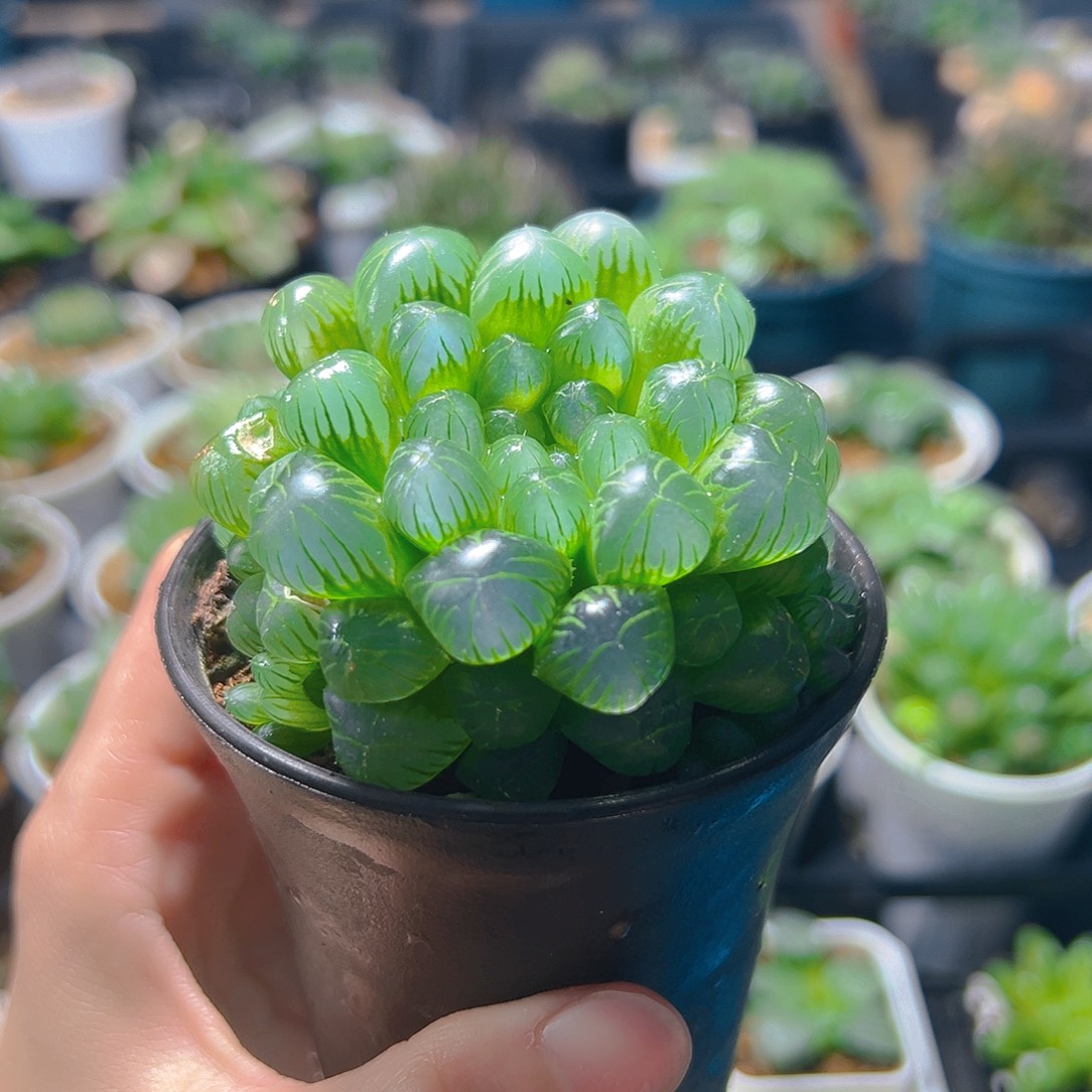 5409玉露多肉植物一颗