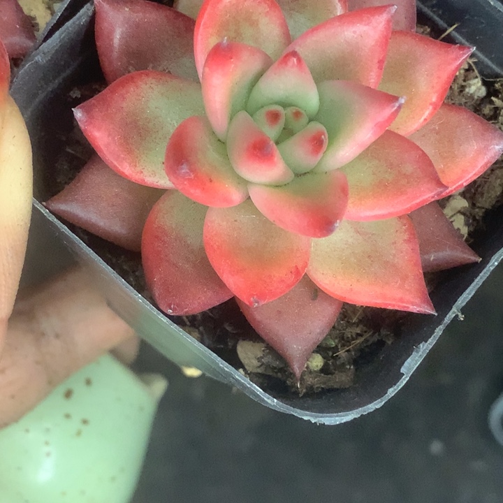 弗兰克 （满9.99包邮不满9.99发叶子）