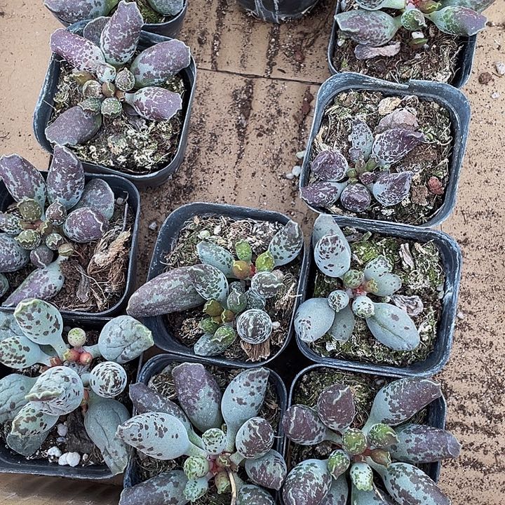 紫姬海豹2.8带盆土哈处理