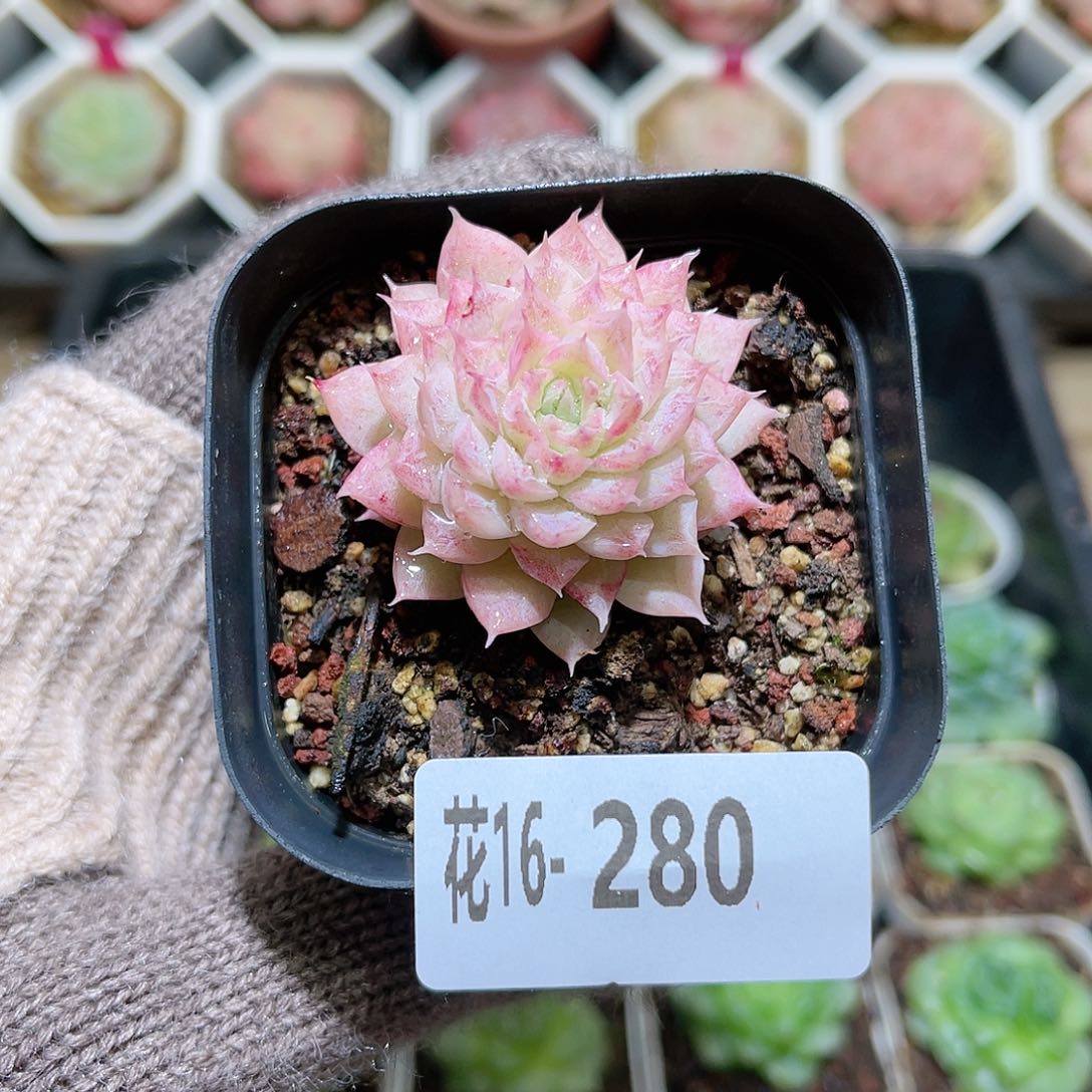 花利美16-280女王