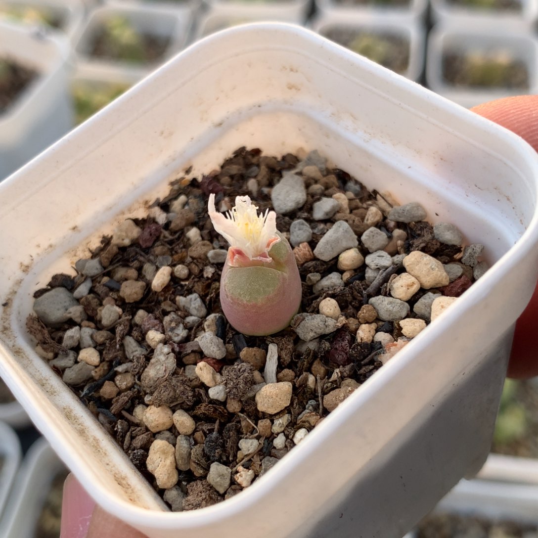 39号胖虎风铃母本