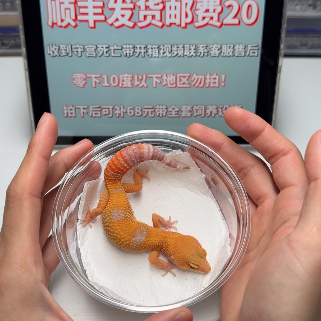 豹纹守宫阳光妹妹