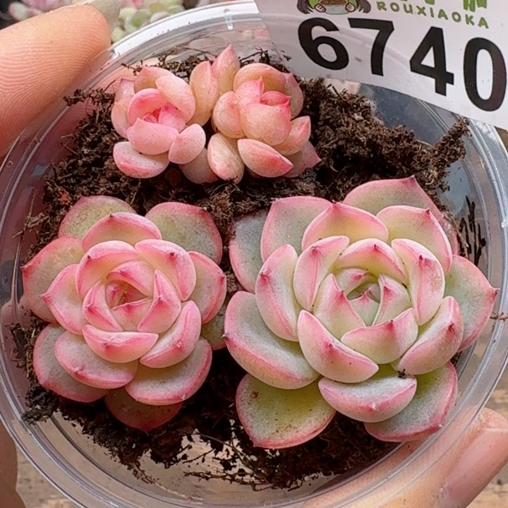 多肉植物多肉植物