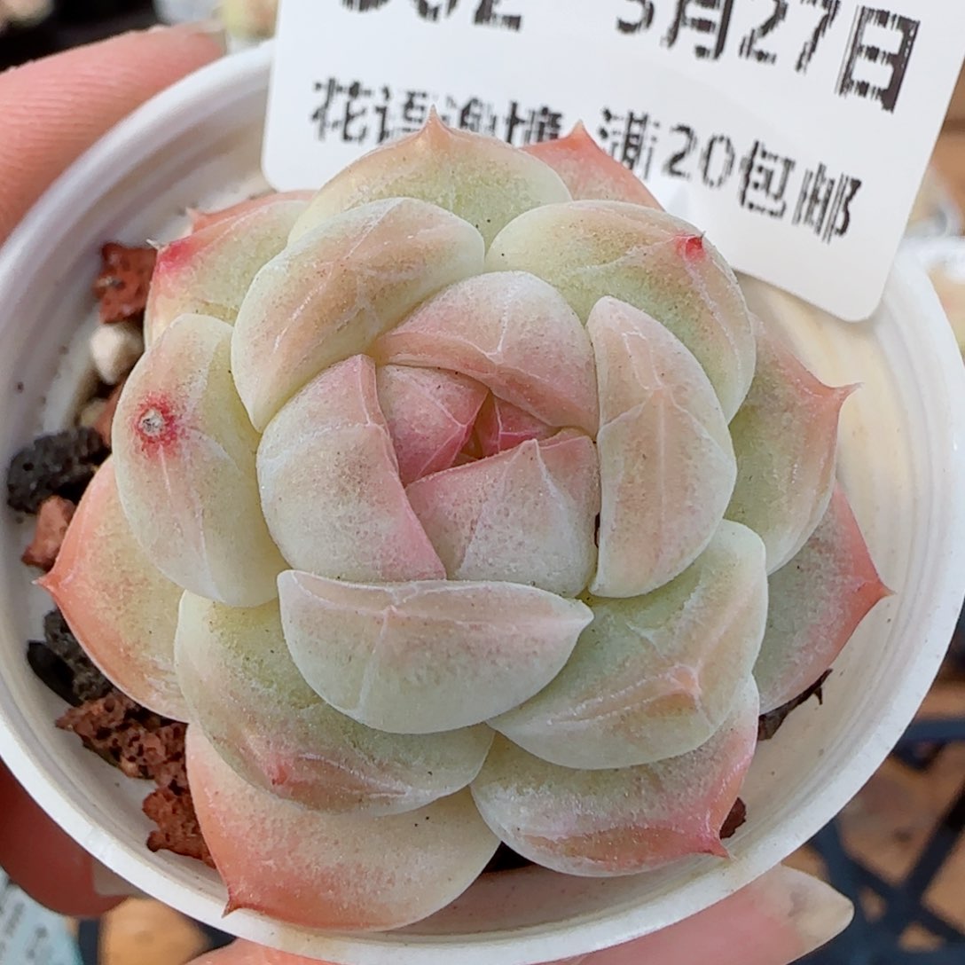 花语逸镜0327-302