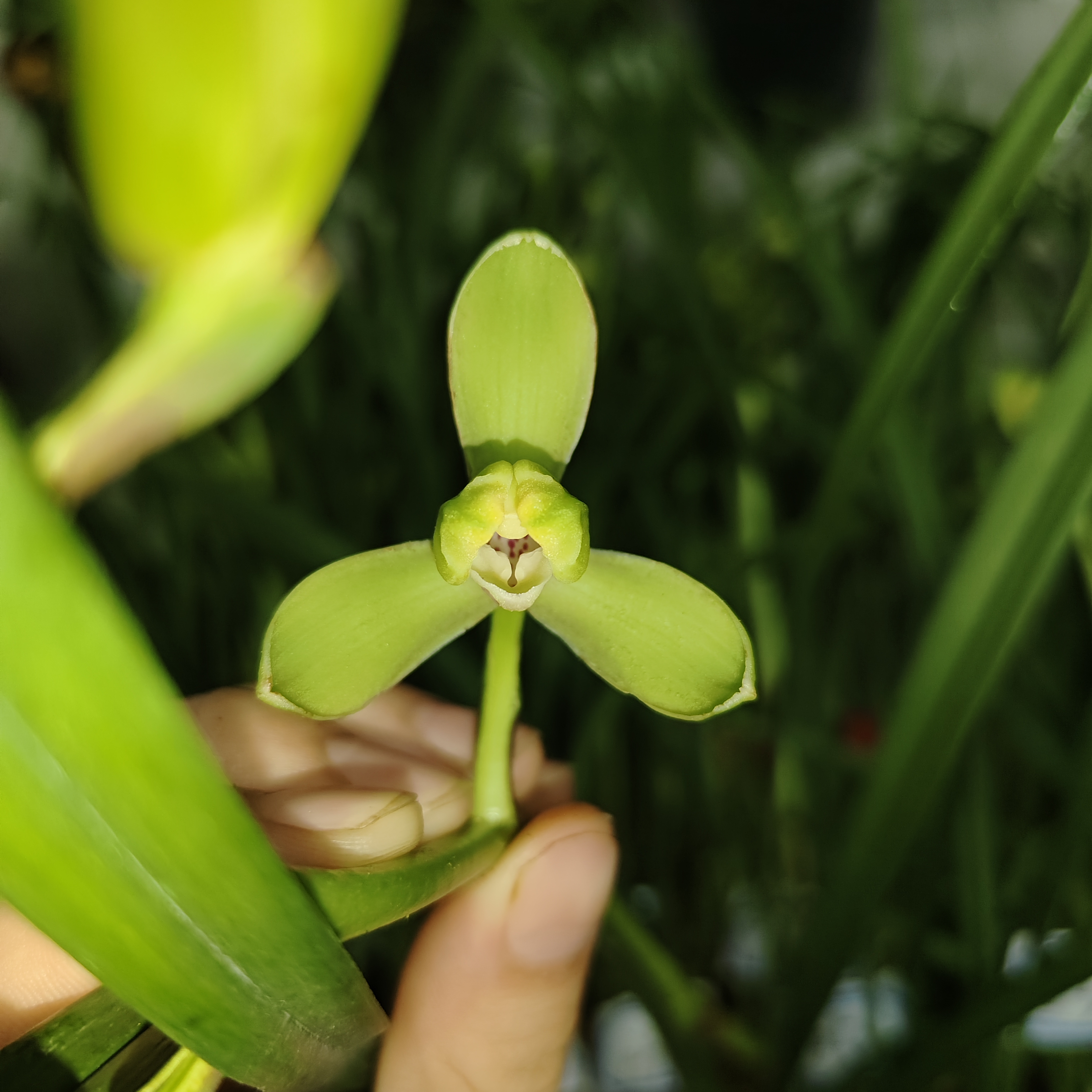 寒兰【寒香梅】梅瓣好养花卉室内绿植盆栽兰花苗