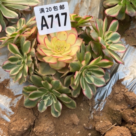 717倾城法师不包断枝