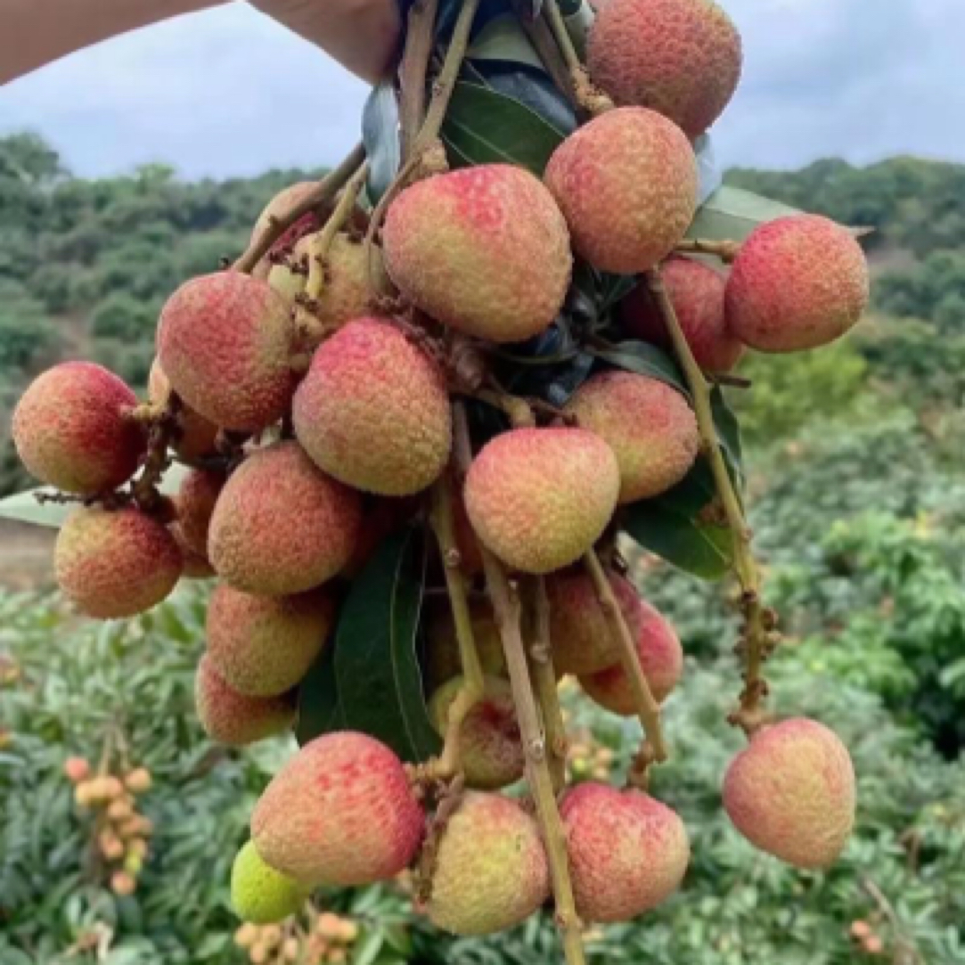 三月红荔枝1斤（新鲜带枝头）广东省
