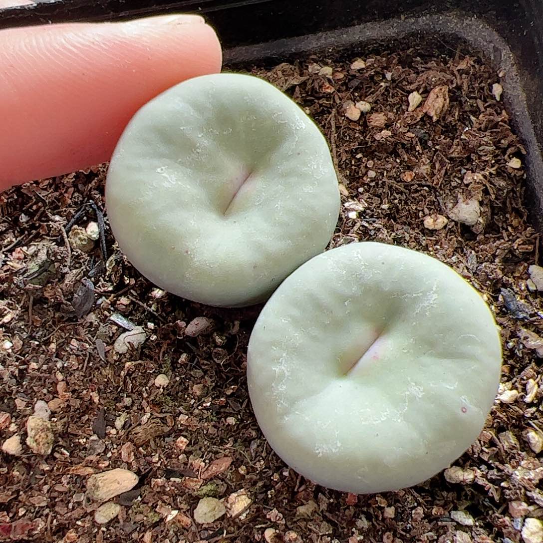 【闪购商品】260 大型红嘴特选