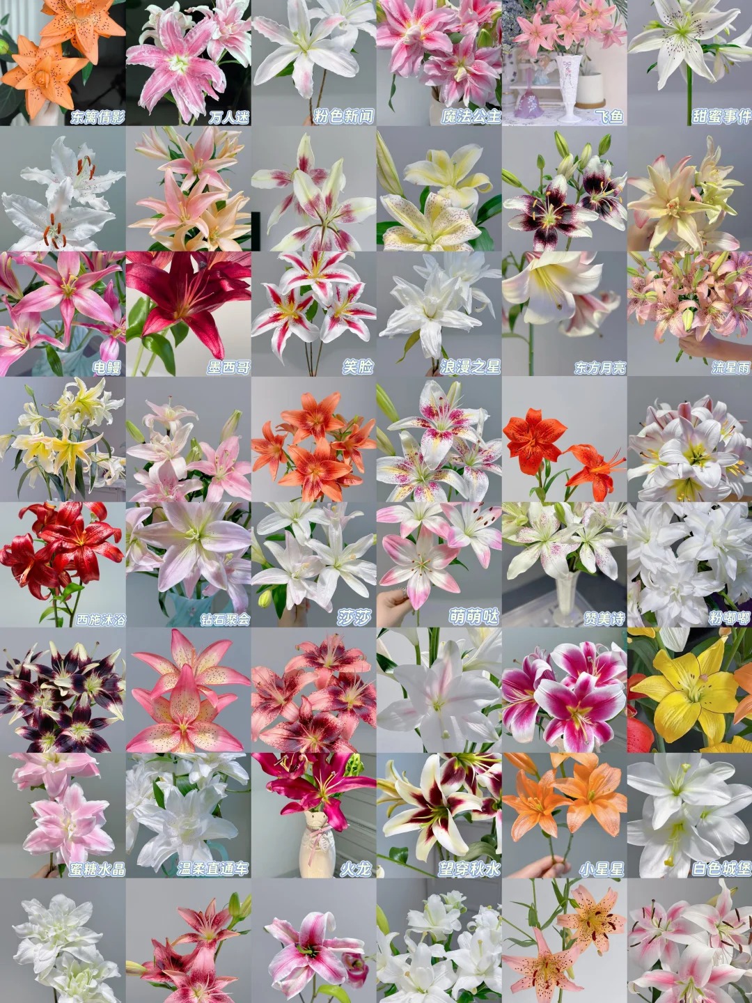 【花王朝】特价百合 云南直发鲜花家居水养插花鲜切花 