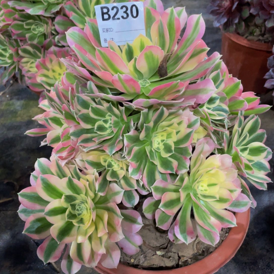 230白凤11111多肉