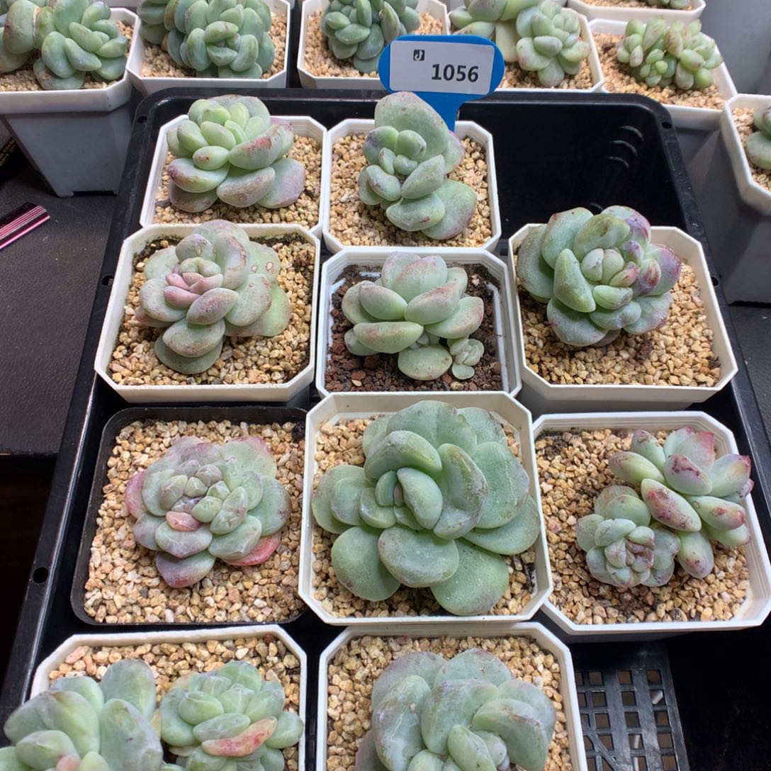 南***木1056冰玉石化多肉植物