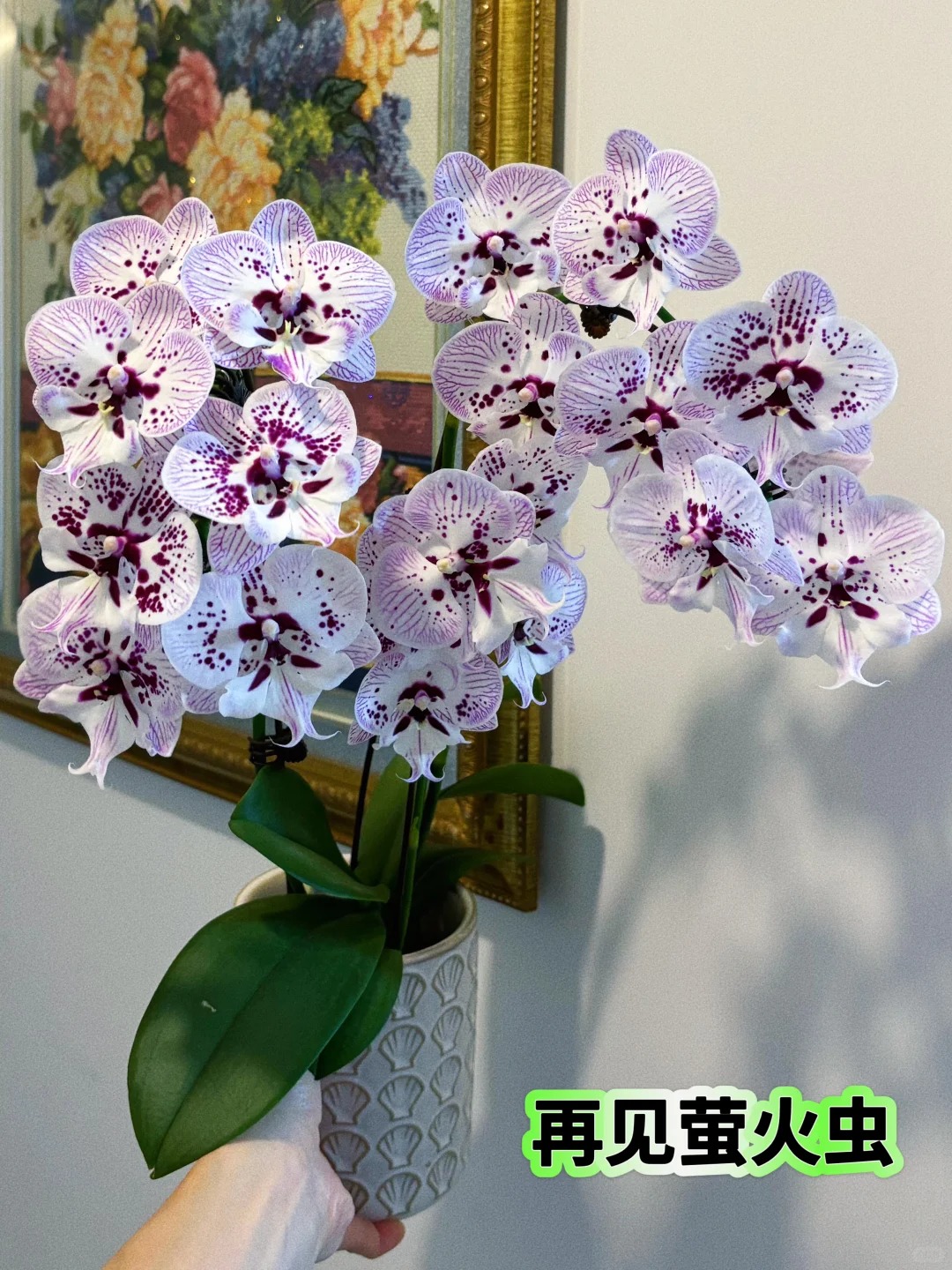 蝴蝶兰【再见萤火虫】3.5成熟苗冒头剑