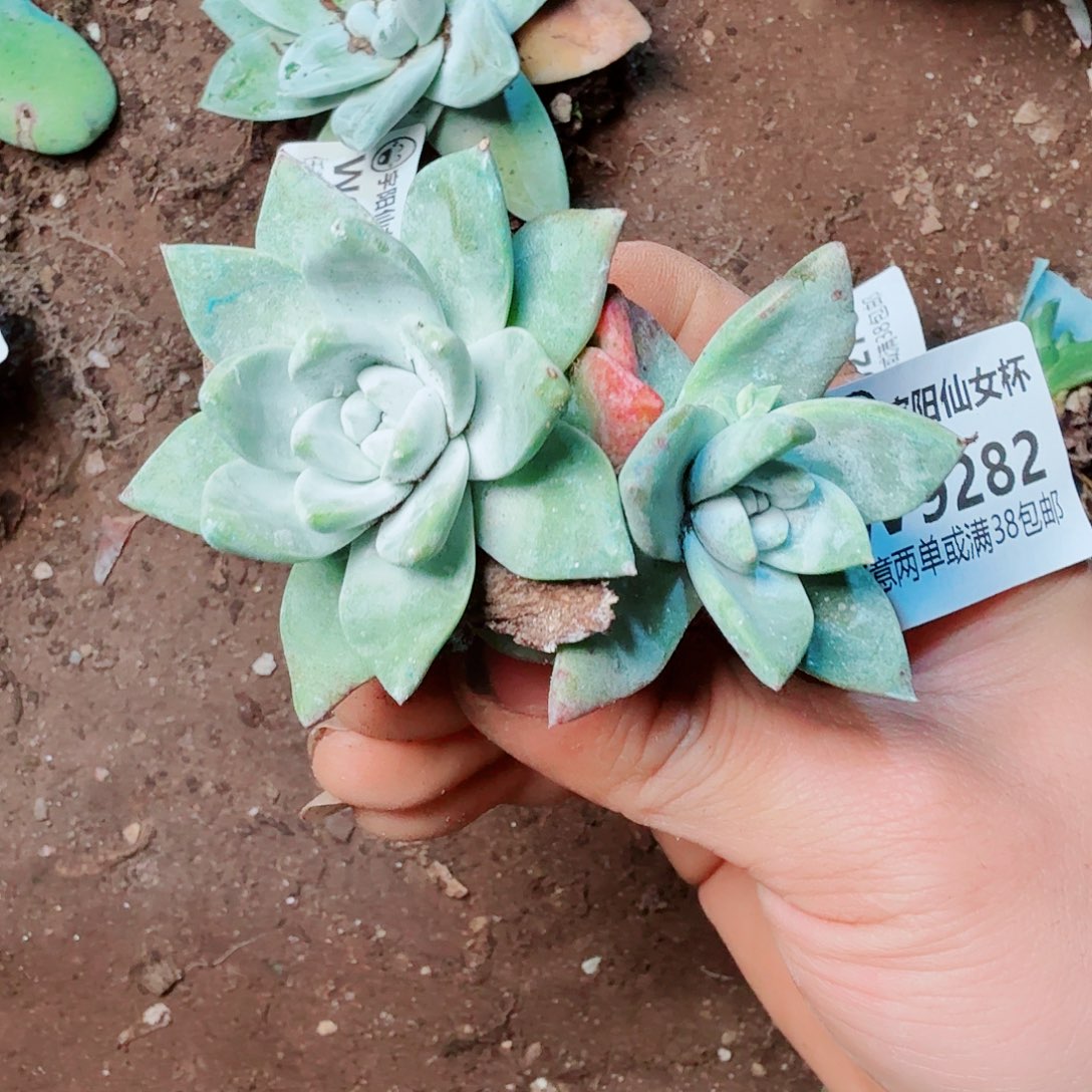 9282刘丹杂仙女杯多肉
