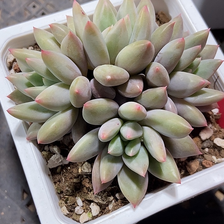 多肉植物水晶球831