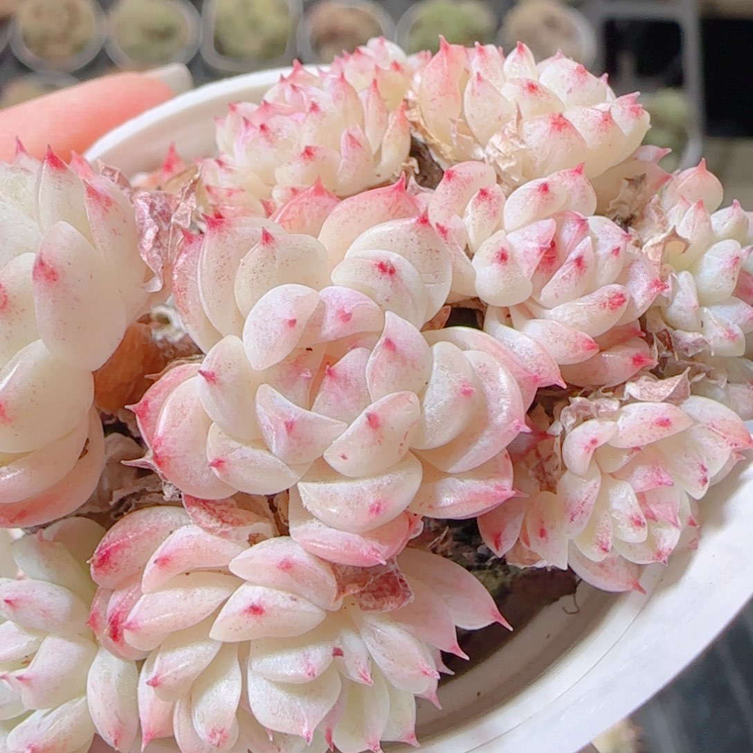 花语多肉1201-39散